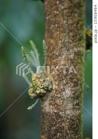 イチベンバナの蕾 イチベンバナの蕾 15908464