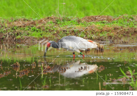 トキ トキ 15908471