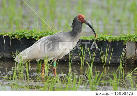 トキ トキ 15908472