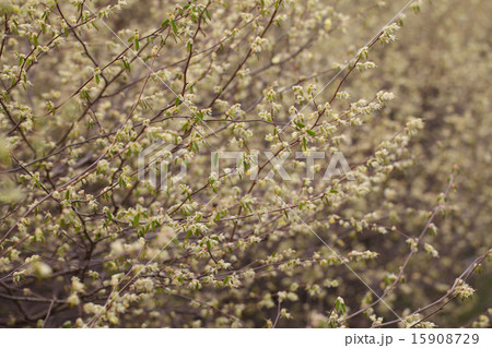 ヒュウガミズキの花 ヒュウガミズキの花 15908729