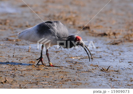 トキ トキ 15909073