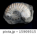 アンモナイトの化石 15909315
