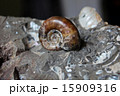 アンモナイトの化石 15909316