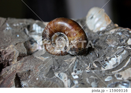 アンモナイトの化石 アンモナイトの化石 15909316