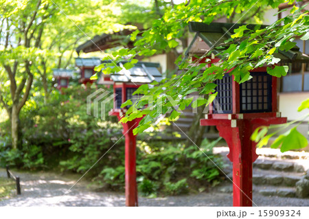 新緑の常照寺 15909324