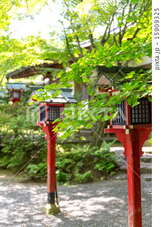 新緑の常照寺 15909325