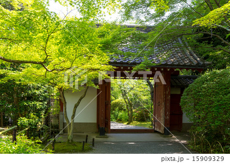 新緑の常照寺 15909329