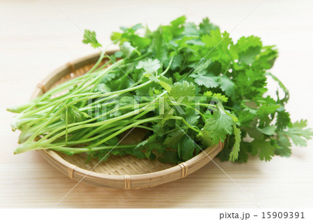 パクチー(香菜) パクチー(香菜) 15909391