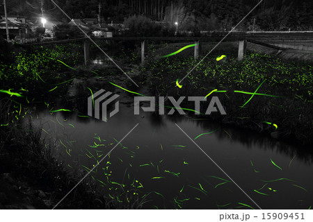 蛍の乱舞 蛍の乱舞 15909451