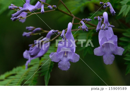 ジャカランダの花。 ジャカランダの花。 15909589