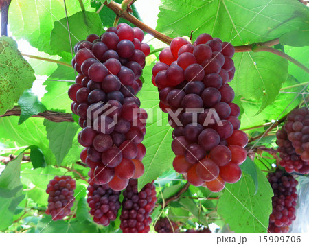 ブドウ　ブドウ園の果実 15909706