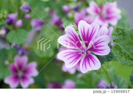 ゼニアオイ 15909857