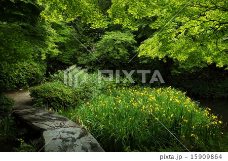 不退寺のキショウブ 不退寺のキショウブ 15909864