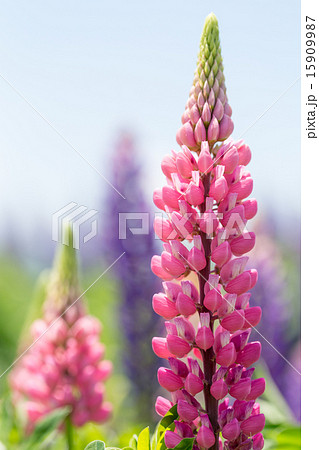 ピンクのルピナス 15909987