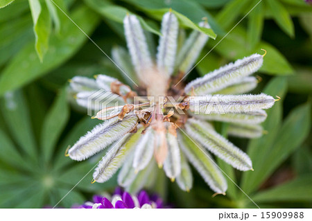 ルピナスの実 ルピナスの実 15909988