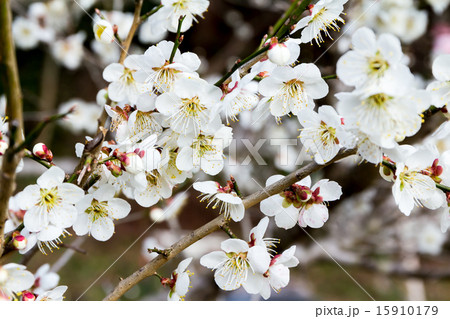 梅の枝の資料 梅の枝の資料 15910179