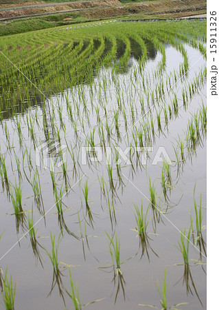 耕作地１４ 15911326