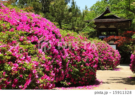 長岳寺のツツジ 15911328