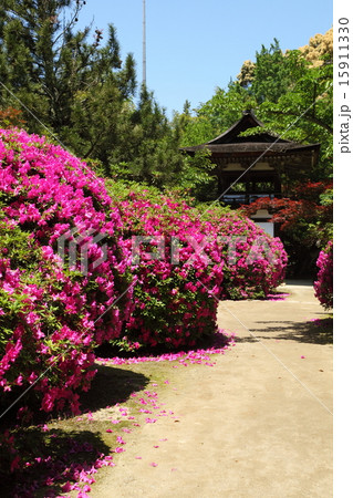 長岳寺のツツジ 15911330