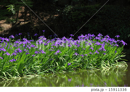 長岳寺のカキツバタ 長岳寺のカキツバタ 15911336