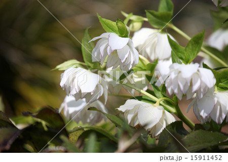 クリスマスローズ クリスマスローズ 15911452