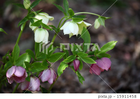 クリスマスローズ 15911458