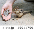 手から餌を食べるリス (シマリス) 15911759