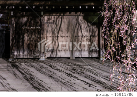 角館の枝垂れ桜 角館の枝垂れ桜 15911786