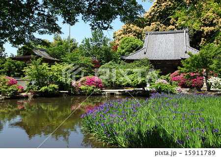 長岳寺のカキツバタ 15911789