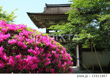 長岳寺のツツジ 15911867