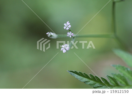 ヤブジラミ 15912150