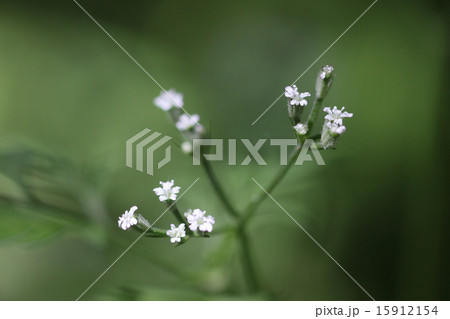 ヤブジラミ 15912154