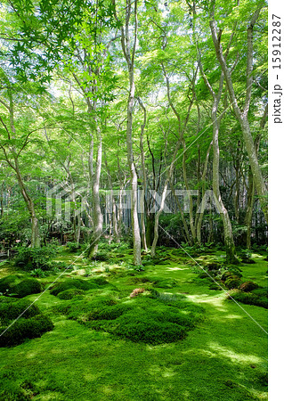 祇王寺苔の庭 15912287