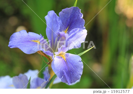 ルイジアナアイリスの花の写真素材