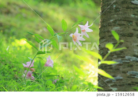 ヒメサユリの花 15912658
