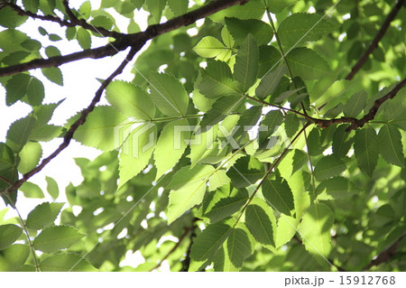 新緑 15912768