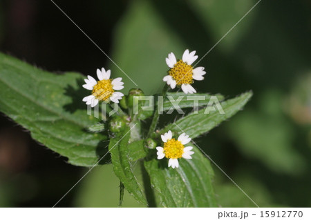 ハキダメギク 15912770