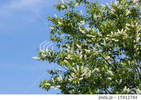 ウワミズザクラ ウワミズザクラ 15912784