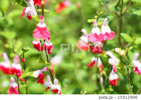 サルビア ホットリップスの花の写真素材
