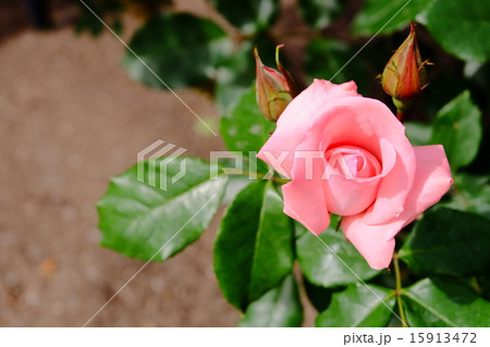 薔薇  薔薇  15913472