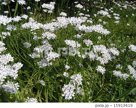 食用のニラの白い花の写真素材
