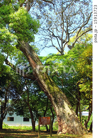 ご神木 姉イチイ 15913723