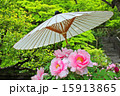 鎌倉長谷寺のぼたん 15913865