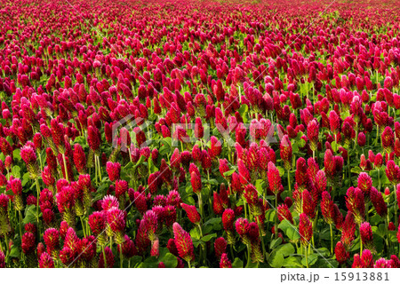 クリムソンクローバー 15913881