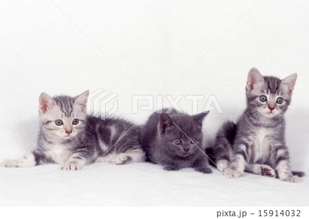 かわいい子猫 15914032