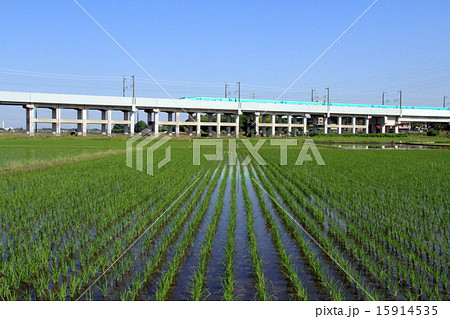 稲田と東北新幹線（埼玉） 15914535