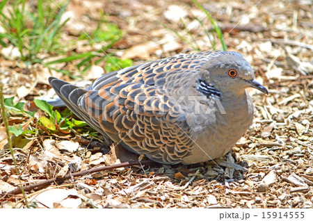 キジバト（雉鳩） 15914555