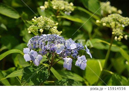 ガクアジサイ(額紫陽花) ガクアジサイ(額紫陽花) 15914556