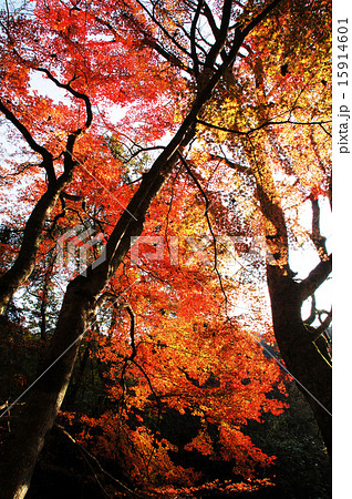 紅葉 もみじ 花園渓谷 北茨城市 華川町 茨城県 秋 盛秋の写真素材