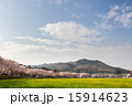 巾着田の春 15914623